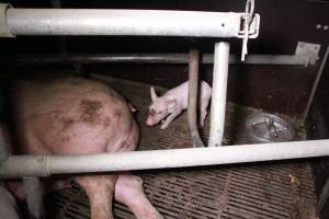 Farrowing crates at Girgarre Piggery VIC - Australian pig farming - Captured at Girgarre Piggery, Girgarre VIC Australia.