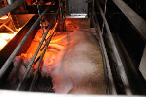 Farrowing crates at Finniss Park Piggery SA - Australian pig farming - Captured at Finniss Park Piggery, Mannum SA Australia.