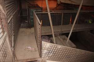 Dead piglet in walkway - Australian pig farming - Captured at Willawa Piggery, Grong Grong NSW Australia.