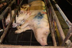 Sow with pressure sore - Australian pig farming - Captured at Bungowannah Piggery, Bungowannah NSW Australia.