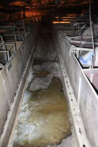 Farrowing shed aisle - Australian pig farming - Captured at Deni Piggery, Deniliquin NSW Australia.