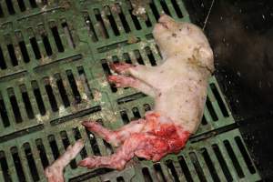 Half-eaten piglets - Australian pig farming - Captured at Dublin Piggery, Dublin SA Australia.