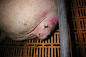 Farrowing crates at Wasleys Piggery SA - Australian pig farming - Captured at Wasleys Piggery, Pinkerton Plains SA Australia.