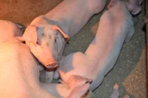 Farrowing crates at Korunye Park Piggery SA - Australian pig farming - Captured at Korunye Park Piggery, Korunye SA Australia.