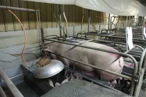 Farrowing crates at Nambeelup Piggery WA - Australian pig farming - Captured at Nambeelup Piggery, Nambeelup WA Australia.