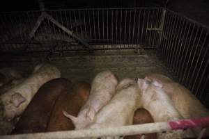 Grower/finisher pigs living in excrement - Australian pig farming - Captured at Narrogin Piggery, Dumberning WA Australia.