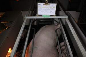 Farrowing crates at Sheaoak Piggery SA - Australian pig farming - Captured at Sheaoak Piggery, Shea-Oak Log SA Australia.