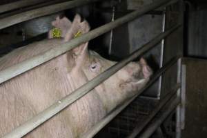 Farrowing crates at Deni Piggery NSW - Australian pig farming - Captured at Deni Piggery, Deniliquin NSW Australia.