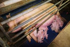 Farrowing crates at Yelmah Piggery SA - Australian pig farming - Captured at Yelmah Piggery, Magdala SA Australia.