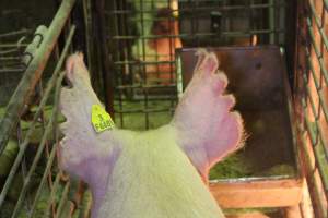 Farrowing crates at St Arnaud Piggery VIC - Australian pig farming - Captured at St Arnaud Piggery Units 2 & 3, Saint Arnaud VIC Australia.