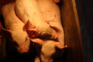 Farrowing crates at Huntly Piggery NSW - Australian pig farming - Captured at Huntly Piggery, Huntly North VIC Australia.