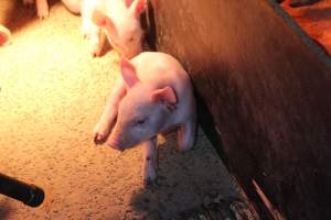 Farrowing crates at Finniss Park Piggery SA - Australian pig farming - Captured at Finniss Park Piggery, Mannum SA Australia.