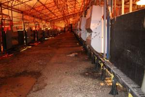 Dead piglet in aisle - Australian pig farming - Captured at Tailem Bend Piggery, Tailem Bend SA Australia.