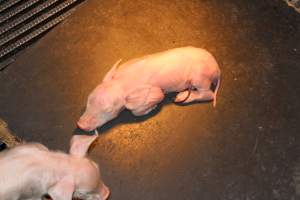 Farrowing crates at Selko Piggery NSW - Australian pig farming - Captured at Selko Piggery, Narrandera NSW Australia.