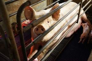 Farrowing crates at Yelmah Piggery SA - Australian pig farming - Captured at Yelmah Piggery, Magdala SA Australia.