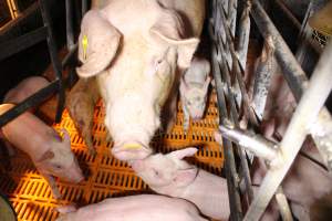 Sow with piglets - Australian pig farming - Captured at Huntly Piggery, Huntly North VIC Australia.