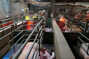 Farrowing crates at Yelmah Piggery SA - Australian pig farming - Captured at Yelmah Piggery, Magdala SA Australia.