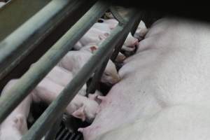 Piglets suckling - Australian pig farming - Captured at Nambeelup Piggery, Nambeelup WA Australia.