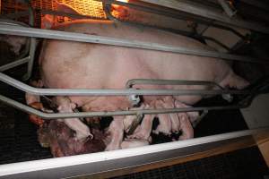 Farrowing crates at Sheaoak Piggery SA - Australian pig farming - Captured at Sheaoak Piggery, Shea-Oak Log SA Australia.