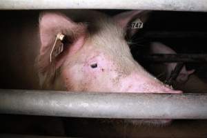 Farrowing crates at Girgarre Piggery VIC - Australian pig farming - Captured at Girgarre Piggery, Girgarre VIC Australia.