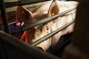 Farrowing crates at Yelmah Piggery SA - Australian pig farming - Captured at Yelmah Piggery, Magdala SA Australia.