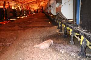 Dead piglet in aisle - Australian pig farming - Captured at Wasleys Tailem Bend Piggery, Tailem Bend SA Australia.