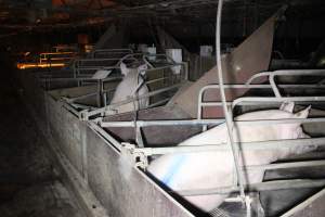 Farrowing crates at Deni Piggery NSW - Australian pig farming - Captured at Deni Piggery, Deniliquin NSW Australia.