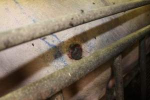 Sow with pressure sore - Australian pig farming - Captured at Bungowannah Piggery, Bungowannah NSW Australia.