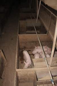 Grower pens underneath farrowing crates - Australian pig farming - Captured at Willawa Piggery, Grong Grong NSW Australia.