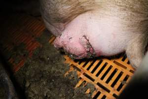 Farrowing crates at Wasleys Piggery SA - Australian pig farming - Captured at Wasleys Piggery, Pinkerton Plains SA Australia.