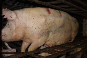 Farrowing crates at Bungowannah Piggery NSW - Australian pig farming - Captured at Bungowannah Piggery, Bungowannah NSW Australia.