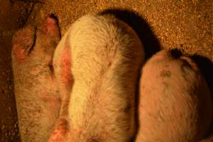 Piglets with mange - Australian pig farming - Captured at Korunye Park Piggery, Korunye SA Australia.