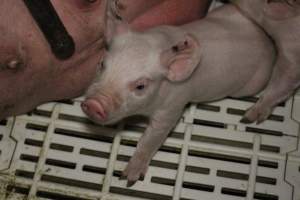 Farrowing crates at Dublin Piggery SA - Australian pig farming - Captured at Dublin Piggery, Dublin SA Australia.