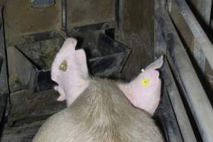 Farrowing crates at Deni Piggery NSW - Australian pig farming - Captured at Deni Piggery, Deniliquin NSW Australia.