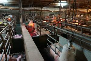 Farrowing crates at Yelmah Piggery SA - Australian pig farming - Captured at Yelmah Piggery, Magdala SA Australia.