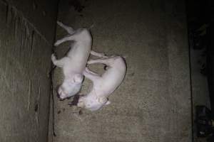 Dead piglets - Australian pig farming - Captured at Sheaoak Piggery, Shea-Oak Log SA Australia.