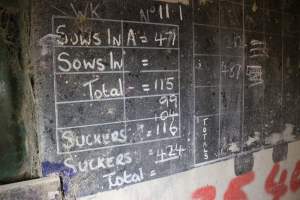 Chalkboard with pig counts - Australian pig farming - Captured at St Arnaud Piggery Units 2 & 3, Saint Arnaud VIC Australia.
