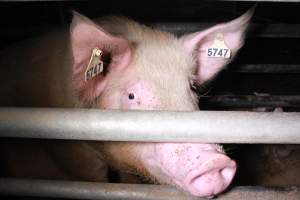 Farrowing crates at Girgarre Piggery VIC - Australian pig farming - Captured at Girgarre Piggery, Girgarre VIC Australia.