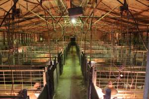 Farrowing crates at St Arnaud Piggery VIC - Australian pig farming - Captured at St Arnaud Piggery Units 2 & 3, Saint Arnaud VIC Australia.