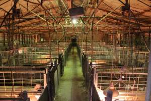 Farrowing crates at St Arnaud Piggery VIC - Australian pig farming - Captured at St Arnaud Piggery Units 2 & 3, St Arnaud VIC Australia.