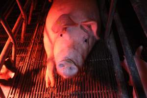 Farrowing crates at Wasleys Tailem Bend Piggery SA - Australian pig farming - Captured at Tailem Bend Piggery, Tailem Bend SA Australia.