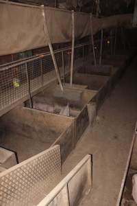 Grower pens underneath farrowing crates - Australian pig farming - Captured at Willawa Piggery, Grong Grong NSW Australia.