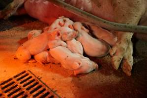 Farrowing crates at Yelmah Piggery SA - Australian pig farming - Captured at Yelmah Piggery, Magdala SA Australia.