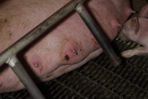 Farrowing crates at Finniss Park Piggery SA - Australian pig farming - Captured at Finniss Park Piggery, Mannum SA Australia.