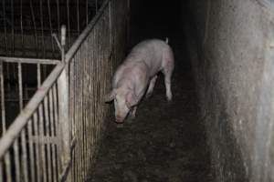 Grower/finisher pigs at Narrogin Piggery WA - Australian pig farming - Captured at Narrogin Piggery, Dumberning WA Australia.