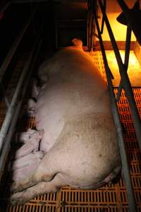 Farrowing crates at Wasleys Piggery SA - Australian pig farming - Captured at Wasleys Piggery, Pinkerton Plains SA Australia.