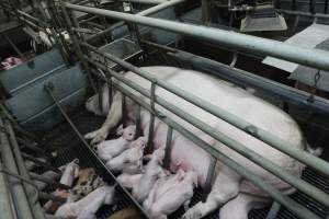 Farrowing crates at Nambeelup Piggery WA - Australian pig farming - Captured at Nambeelup Piggery, Nambeelup WA Australia.