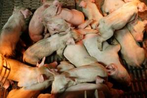 Farrowing crates at Yelmah Piggery SA - Australian pig farming - Captured at Yelmah Piggery, Magdala SA Australia.