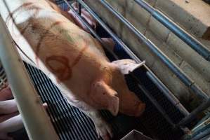 Farrowing crates at Yelmah Piggery SA - Australian pig farming - Captured at Yelmah Piggery, Magdala SA Australia.