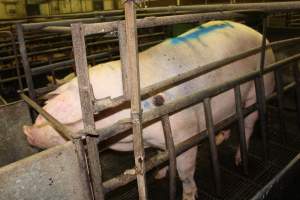 Sow with pressure sore - Australian pig farming - Captured at Bungowannah Piggery, Bungowannah NSW Australia.